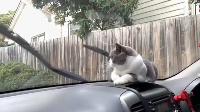 Enjoy Jake stays on top of his reading cat