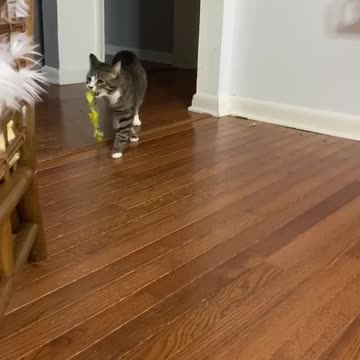 Otie caught a falling star and put it in his pocket💫😸 .