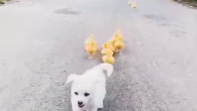 Puppy 🐕 and ducks 🦆