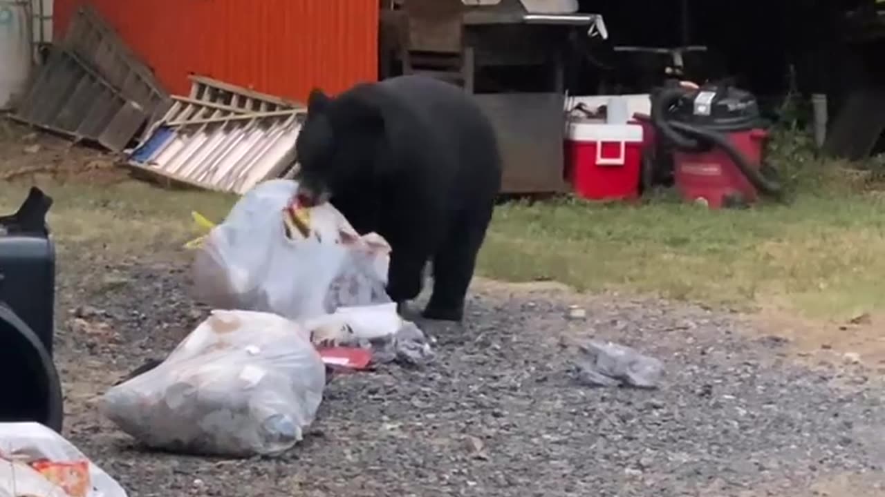 Black Bear Raids The Trash