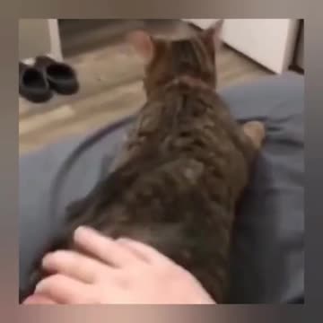 compilation | baby animals 79 | cute animals 79 | kids #shorts