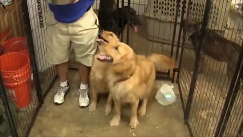 How To teach A Dog Properly