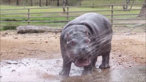 Baby Hippos Swimming