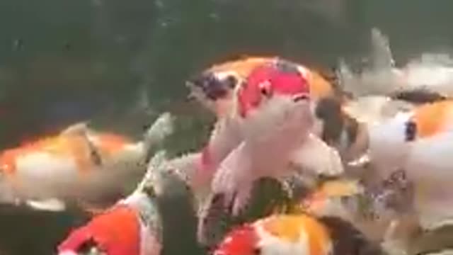koi fish pond 99