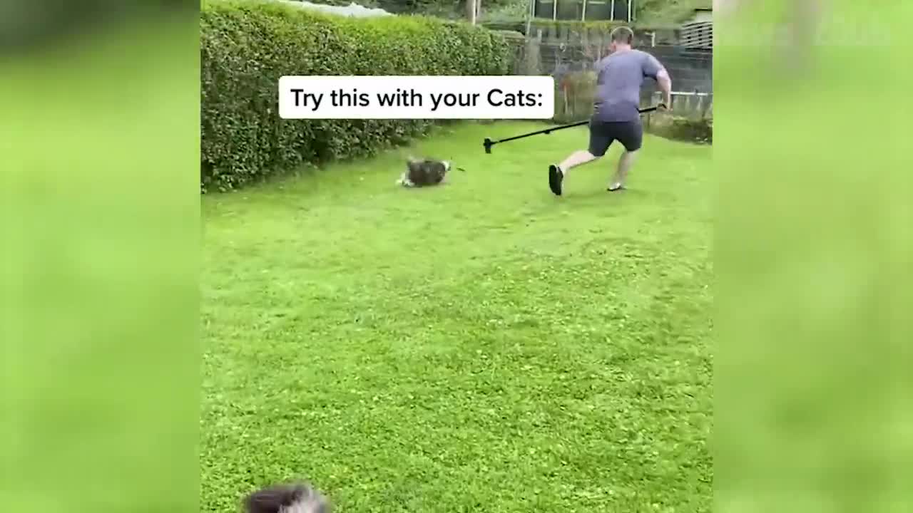 Funny Animal Videos 2022 π - Funniest Cats And Dogs Videos πΊπ #10