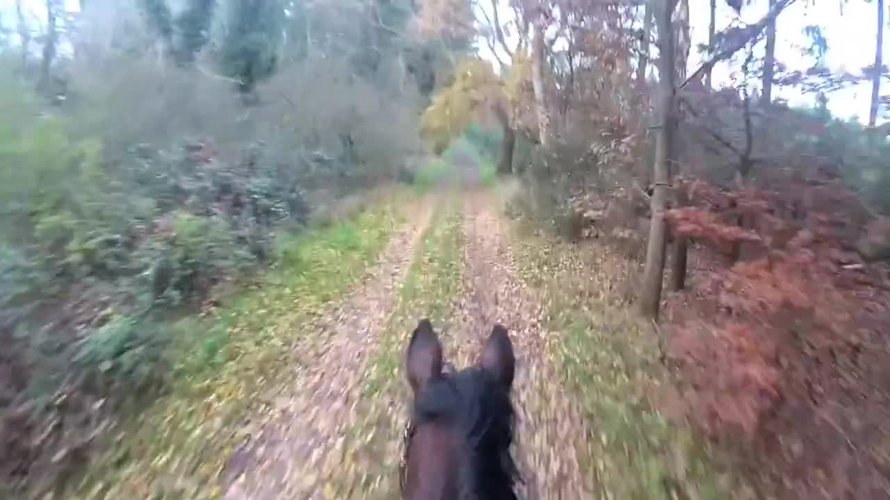 Galloping through the woods on my