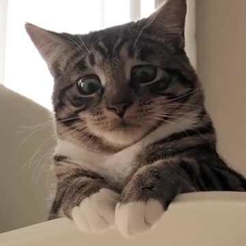 My Cat has a Staring Problem, He was like: 🥺😺So cuteee!