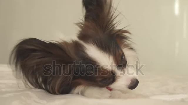 Cute Dog and Sleep in morning Time