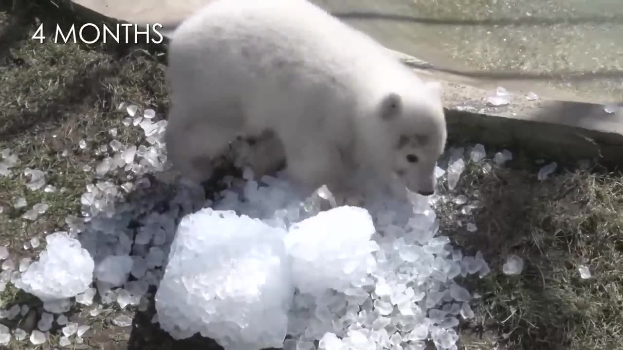 Nora the polar bear cub growing up