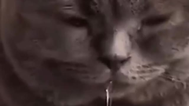 Dogs and cats have runny noses. Why are they so cute
