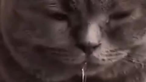 Dogs and cats have runny noses. Why are they so cute