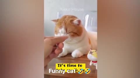 Very funny video nice cat🤣🤣🤣🤣