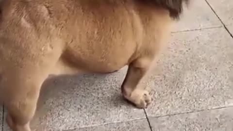 🤣Funny dog video🤣_#shorts