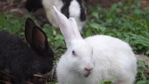 Rabbits Eating plants