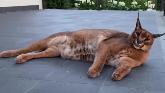 Caracal chilling