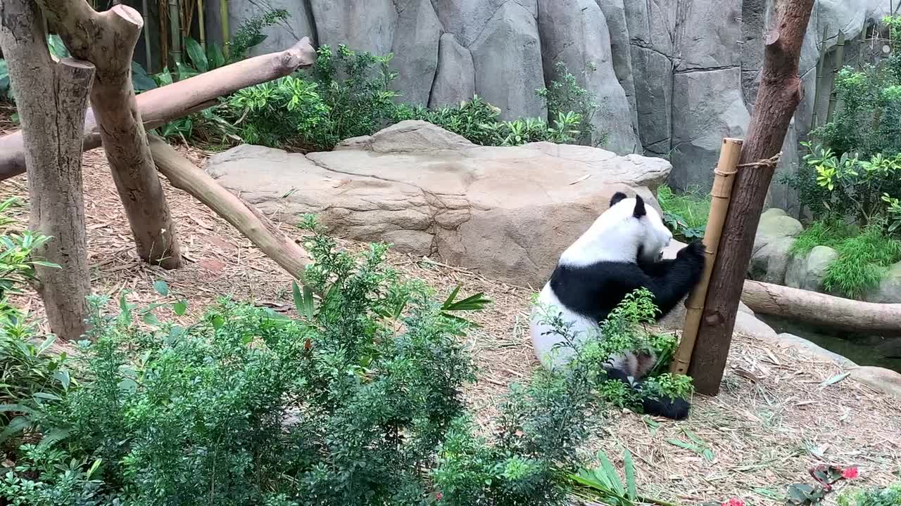 A panda cub at a zoo