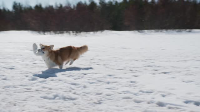 The Dog Running on Outdoor Cover with Snow.