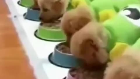 Cute puppies start their meal