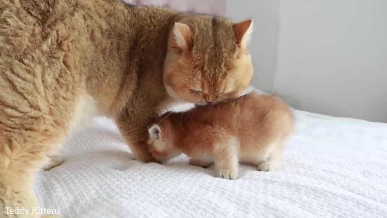 #TeddyKittens #sleep #purring Cat William meets his son Ronaldo 😽 Precious moment