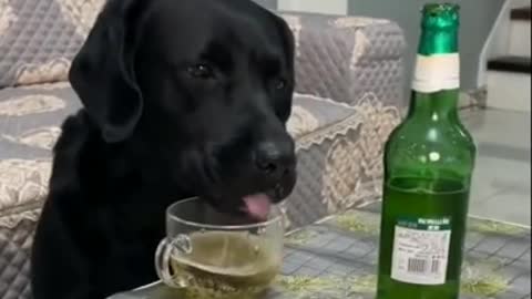 Dog Drink Beer