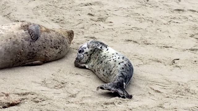 Hungry Seal Pup sucking its Thumb