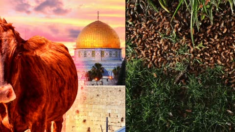 End Time Signs! Red Heifer Prophecy, Great Eclipse, Red Dragon of Revelation, Double Cicada Brood