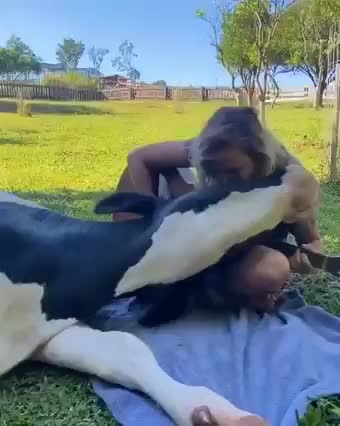 Adorable cow likes guitar music! Amazing