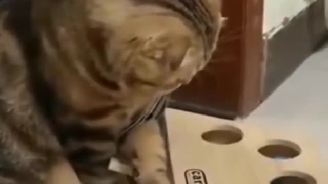 Tell me, what is doing cat🐱