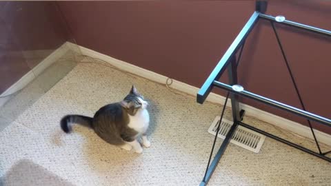 Cat are so funny
