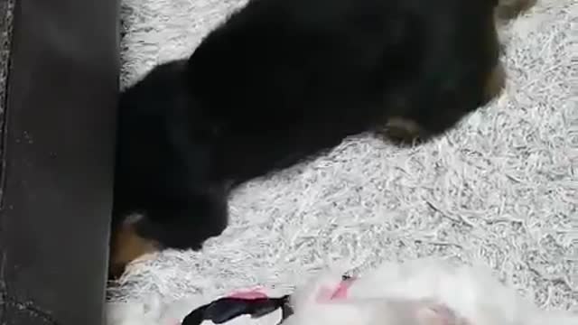 Cute puppies looking for toys under the sofa
