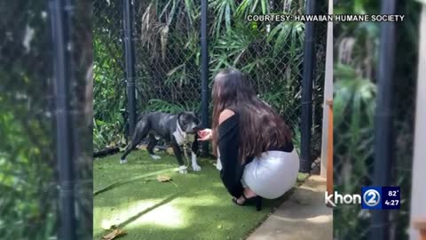 Tik Tok helped a Hawaii shelter dog find his furever home