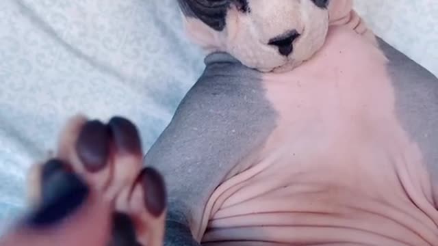 Cute and Funny Cat Videos Compilation - PART 50