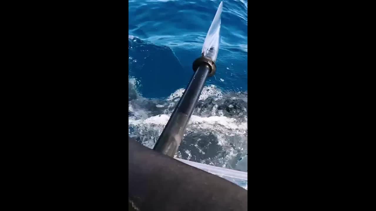 whale comes too close