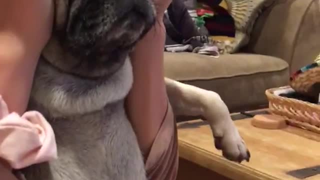 Pug enjoys scalp massage