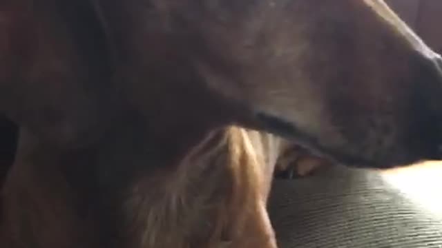 Brown dachshund eating on his owners lap