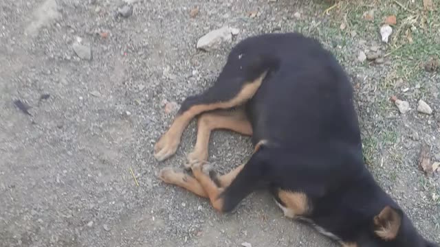 My 🐕 #video