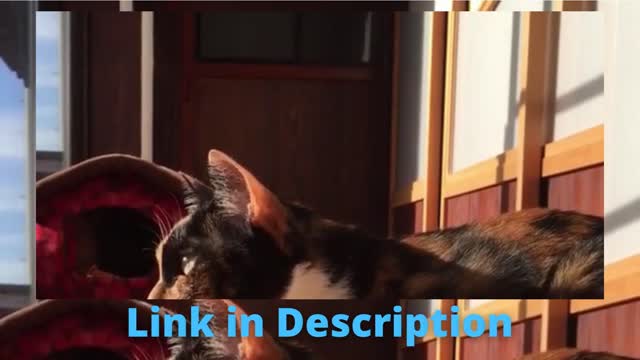 So Cute Cats ♥ Best Funny Cat Videos by 2021