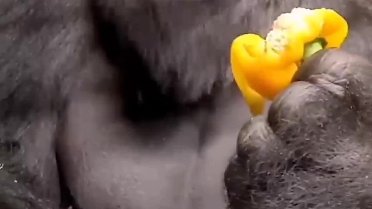 Gorilla style 😘
