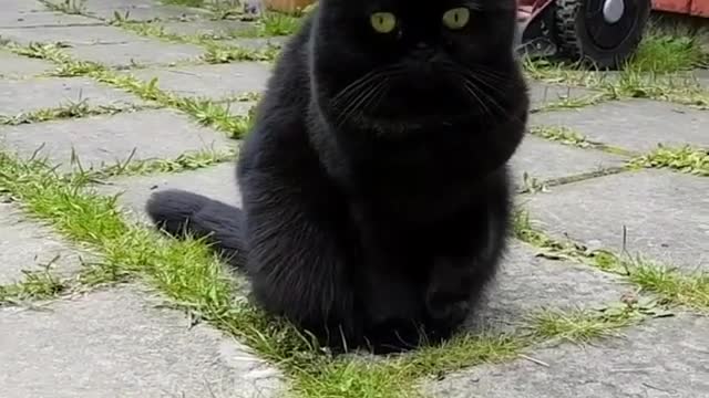 I heard that black cats will bring luck and blessings