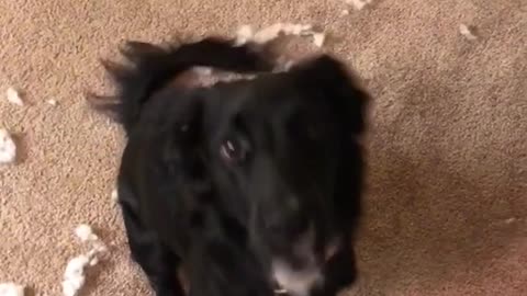 Scarlet black dog makes mess by destroying toy in living room