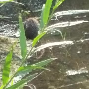 Muskrat bath time