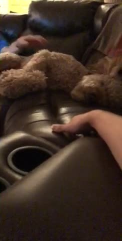 Dog Gets Woken Up Impolitely