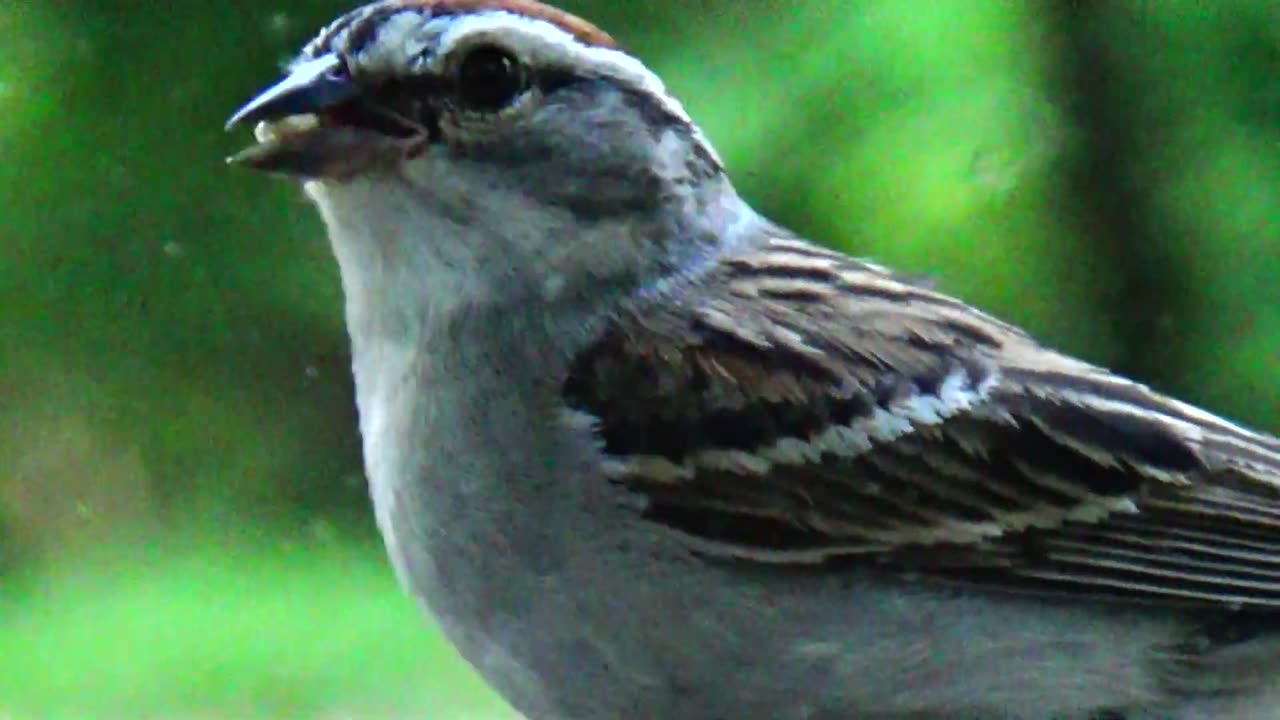 Chirping Sparrow