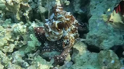 octopus#reef#lovemyplanet