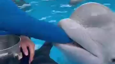 Dolphin 🐬 fishing 🐬Dolphin 🐬 beautiful friendship funny video