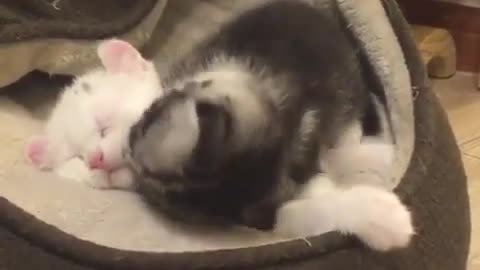 kitten playing