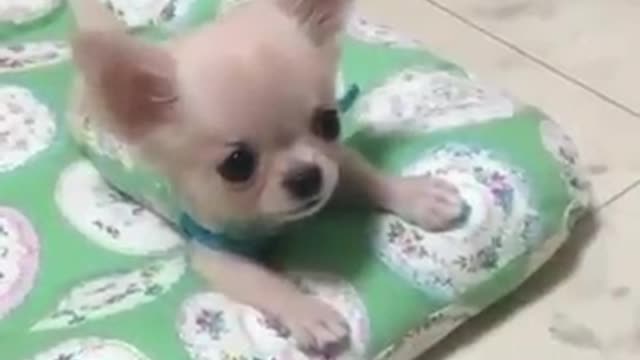 Chihuahua puppy has the cutest bark !