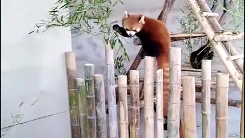 The red panda