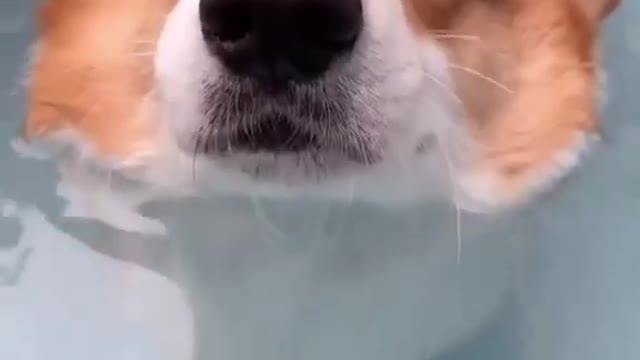 Funny dog washing