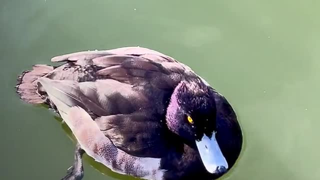 Duck enjoying swimming